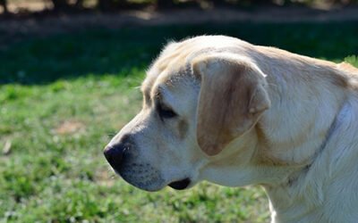 Attitudini del labrador retriever
