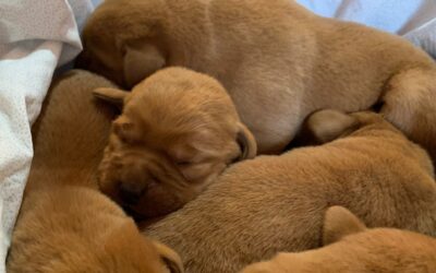 Da dove viene il Labrador?