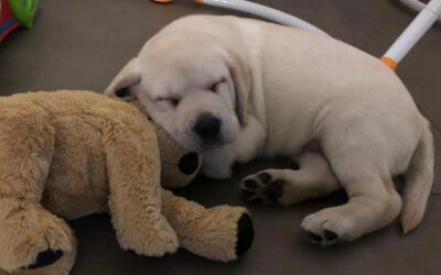 Il carattere del Labrador