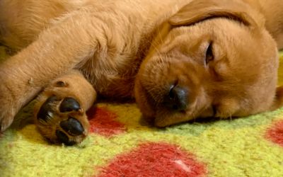 Consigli per una buona crescita del vostro cucciolo di Labrador