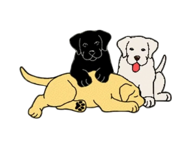 Allevamento Giorgi Labrador Lamporecchio Toscana Allevamento Giorgi Labrador Lamporecchio Toscana