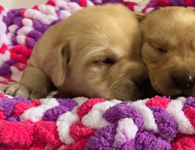 Cuccioli di labrador retriver 2024 Cuccioli di labrador retriver 2024