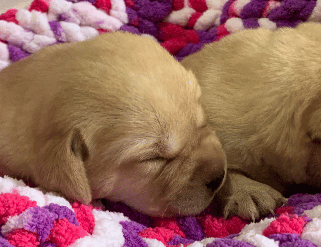 Cuccioli di labrador retriver Allevamento Giorgi's Cuccioli di labrador retriver Allevamento Giorgi's