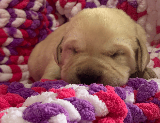 Cuccioli di labrador retriver Lamporecchio Cuccioli di labrador retriver Lamporecchio