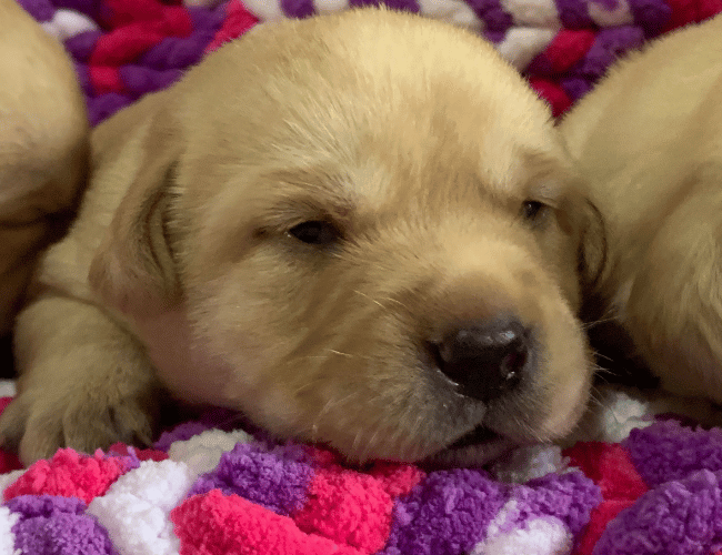Cuccioli di labrador retriver Pistoia Toscana Cuccioli di labrador retriver Pistoia Toscana