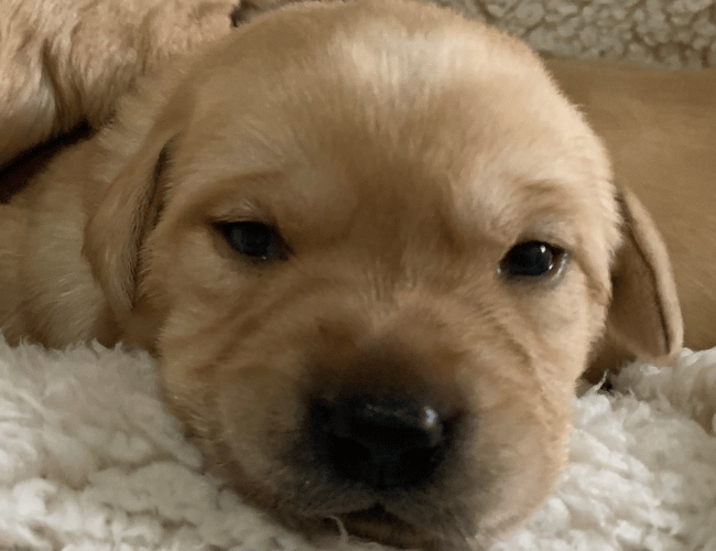 Cuccioli di labrador retriver disponibili Cuccioli di labrador retriver disponibili