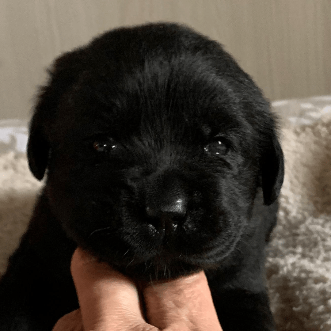 Cucciolo di labrador nero disponibile