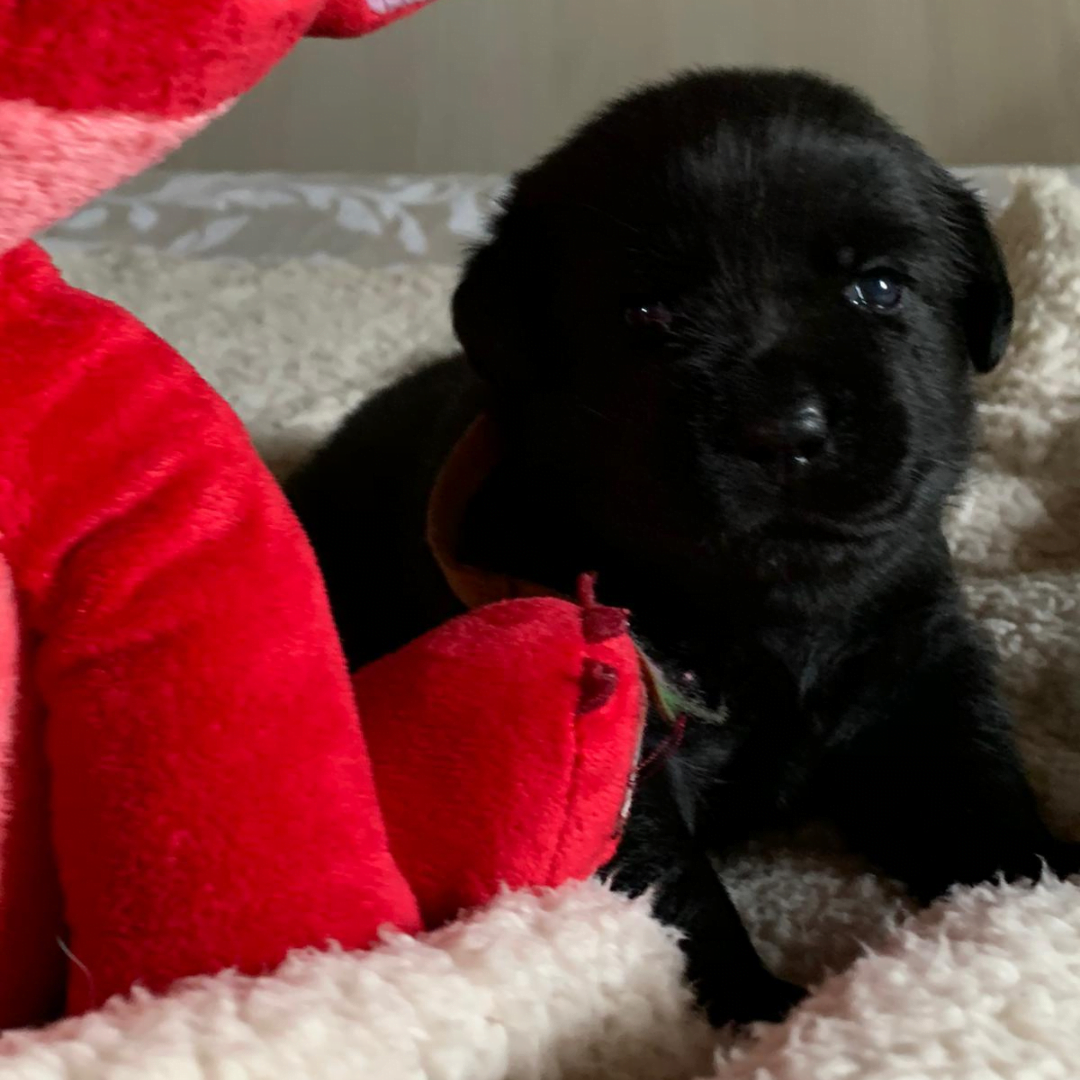 Cucciolo di labrador toscana