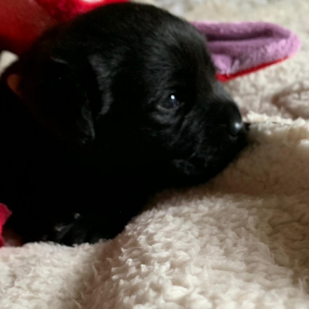 cucciolata di labrador neri