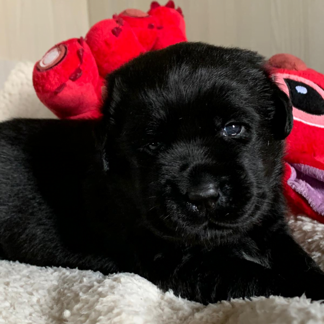 cucciolo di labrador nero disponibile