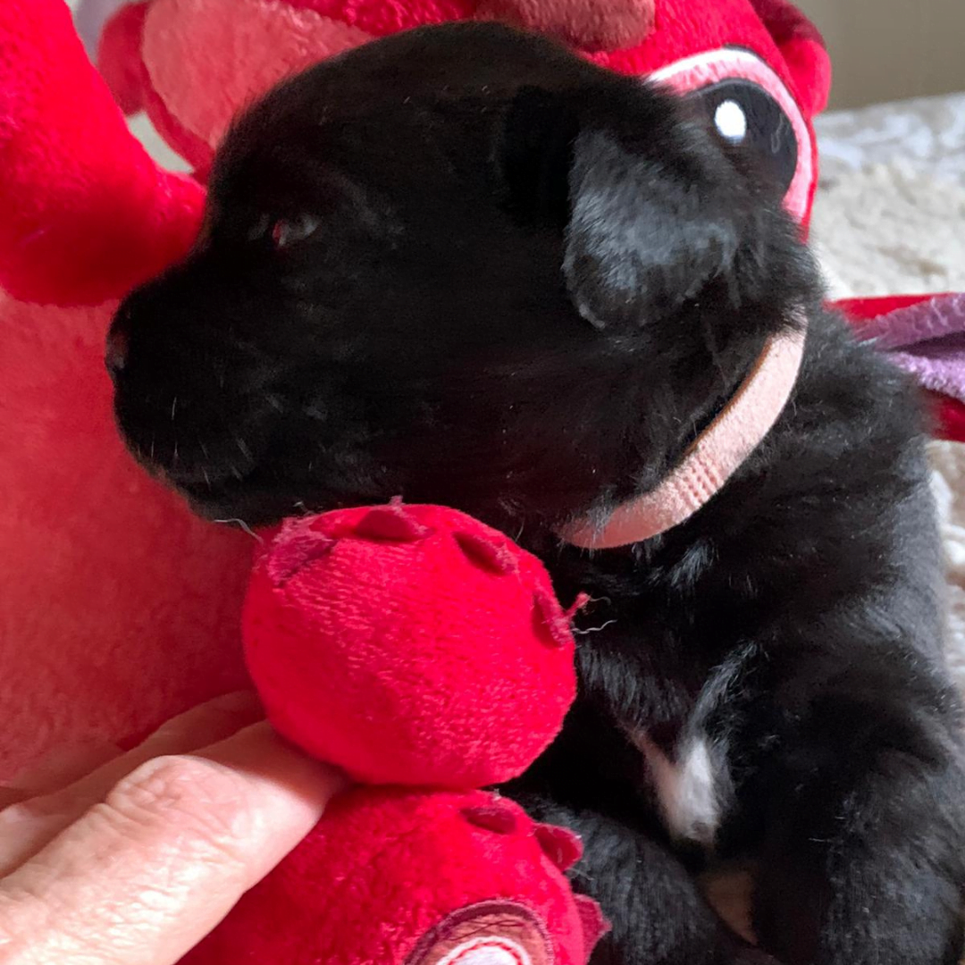 cucciolo di labrador