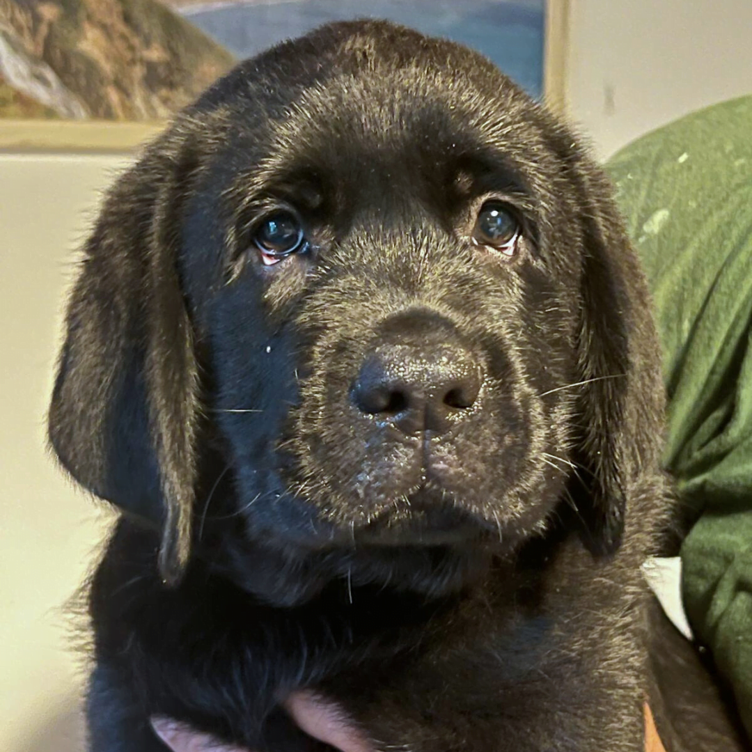 Allevamento labrador Giorgi's Pistoia Allevamento labrador Giorgi's Pistoia
