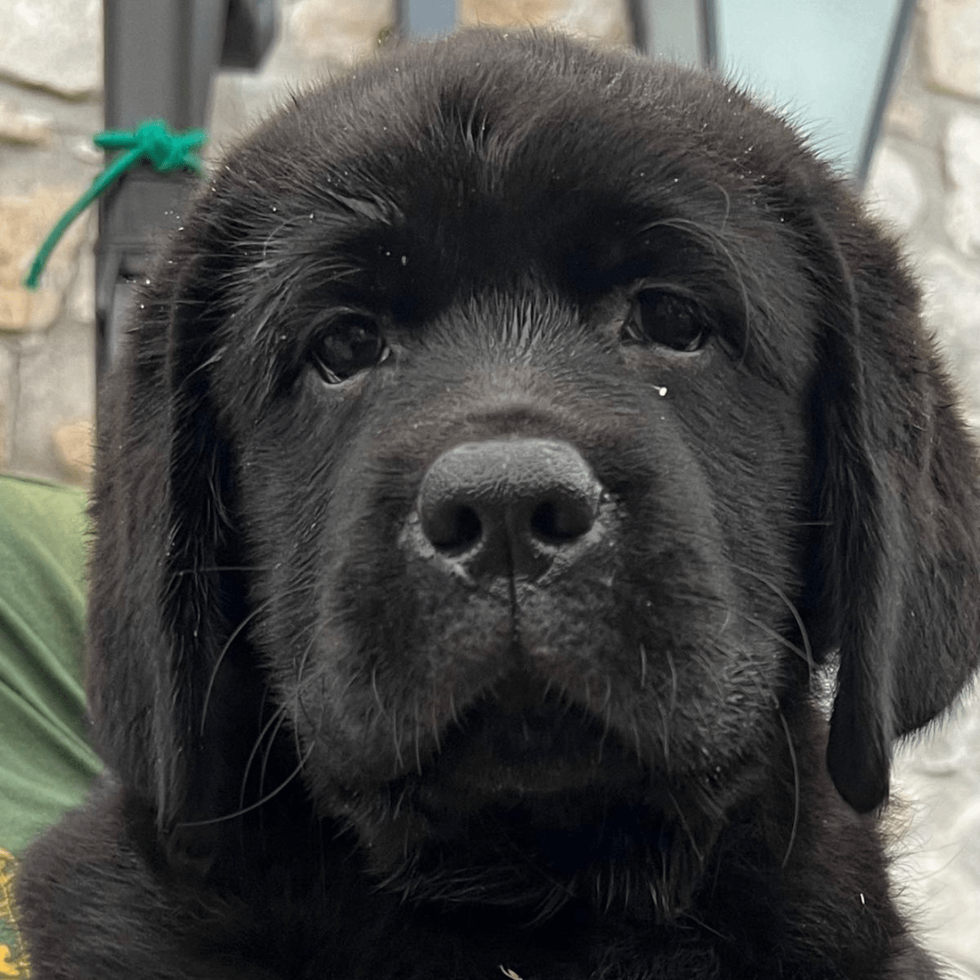 Cuccioli disponibili labrador neri Lamporecchio Cuccioli disponibili labrador neri Lamporecchio