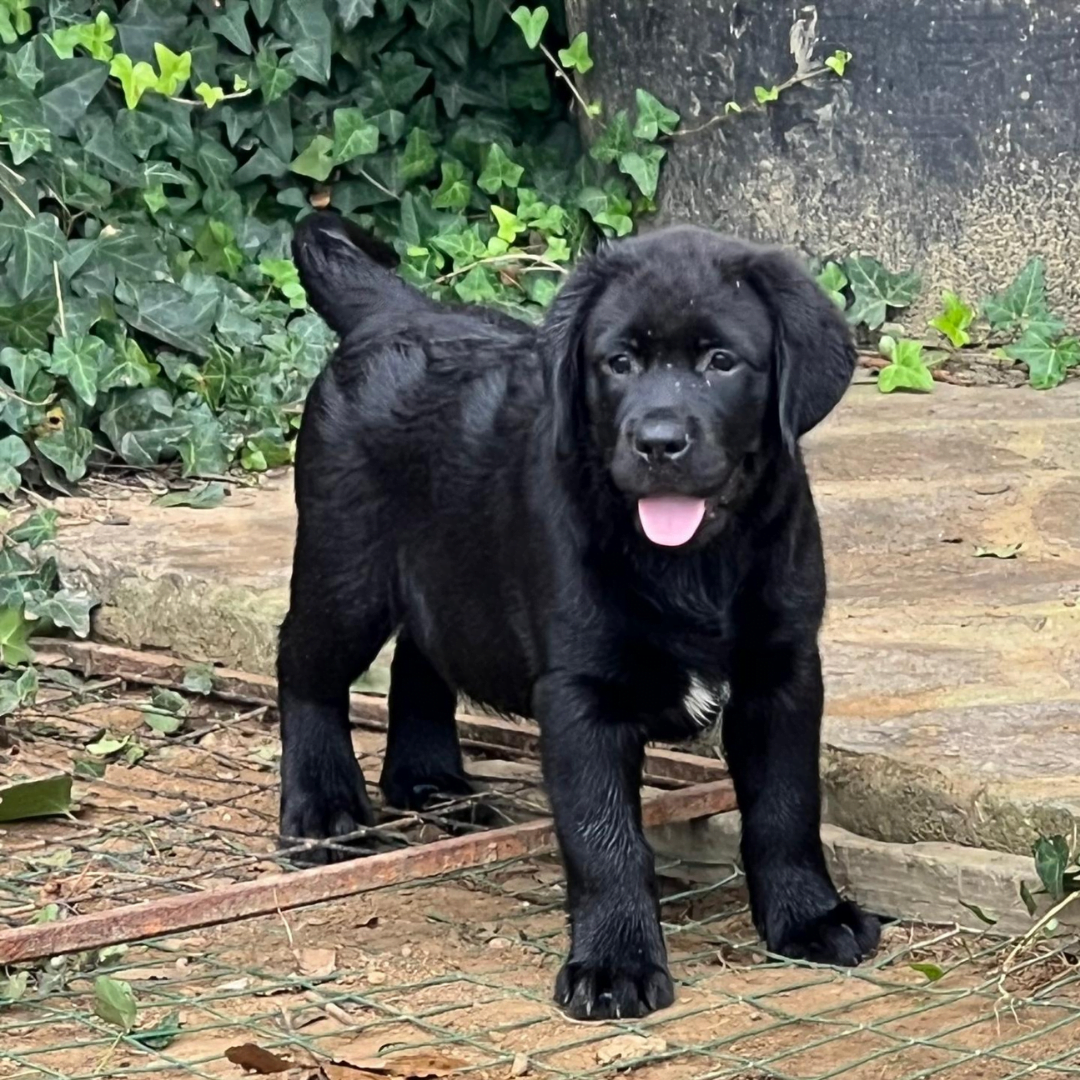 Cuccioli labrador neri allevamento Giorgi's Pistoia Cuccioli labrador neri allevamento Giorgi's Pistoia