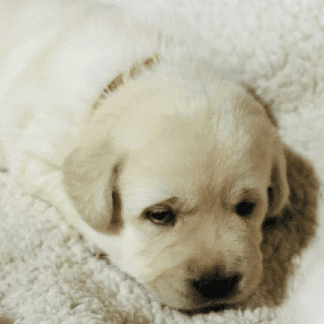Cuccioli di labrador disponibili a Pistoia Cuccioli di labrador disponibili a Pistoia