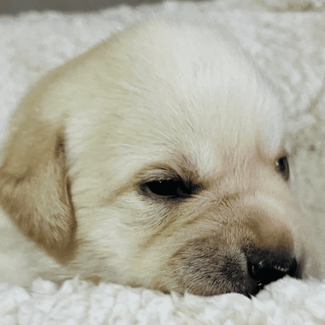 Pistoia cuccioli disponibili labrador