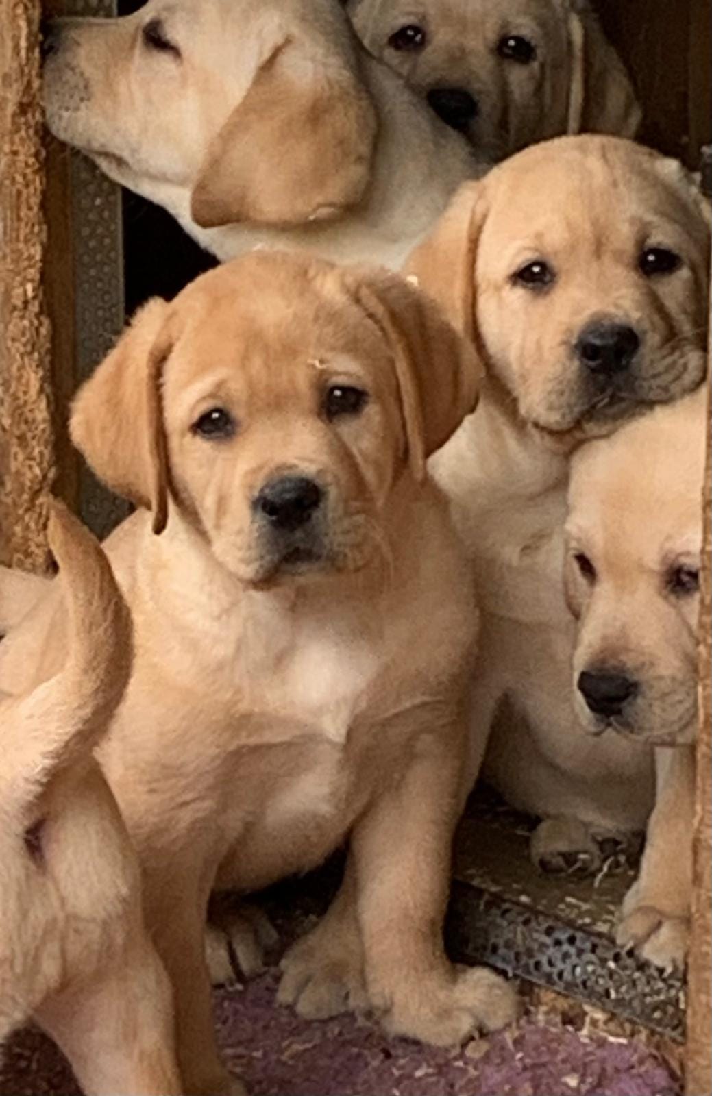 Allevamento Giorgi Labrador Lamporecchio Allevamento Giorgi Labrador Lamporecchio