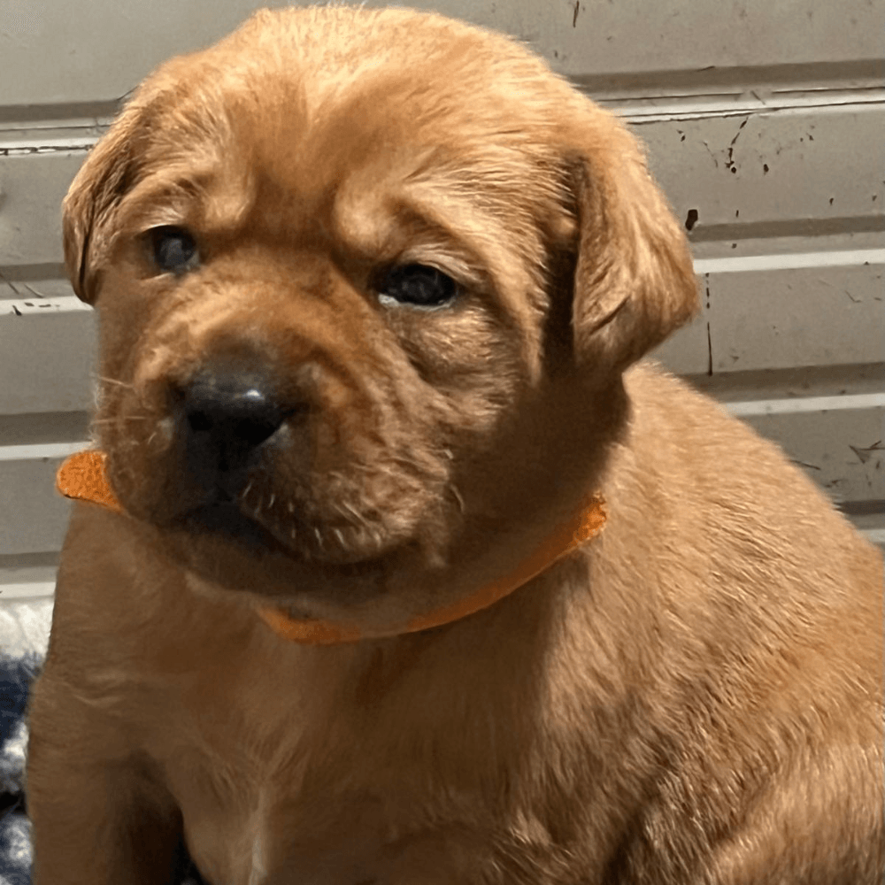 Allevamento Labrador Toscana