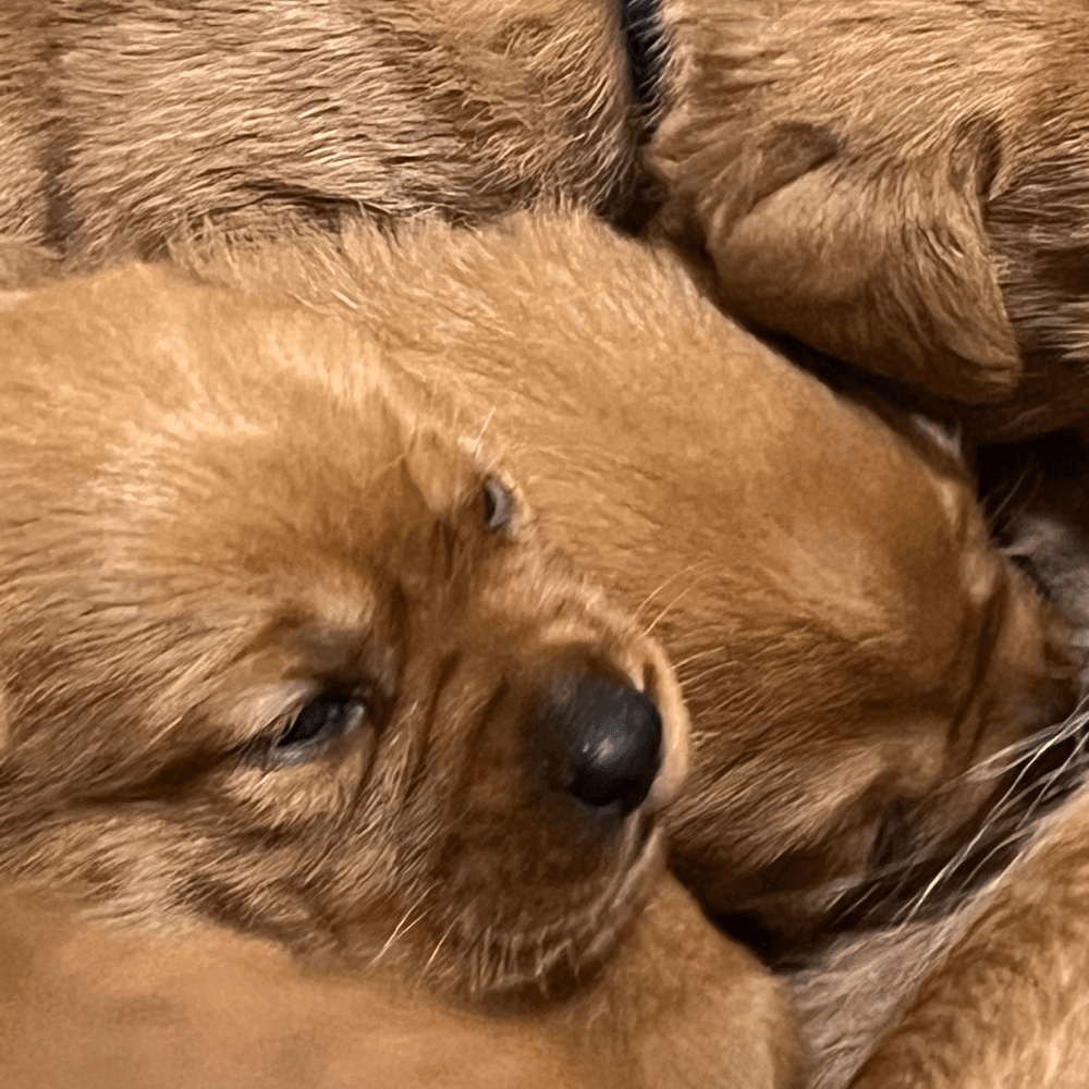 Cuccioli di Labrador disponibili a Lamporecchio