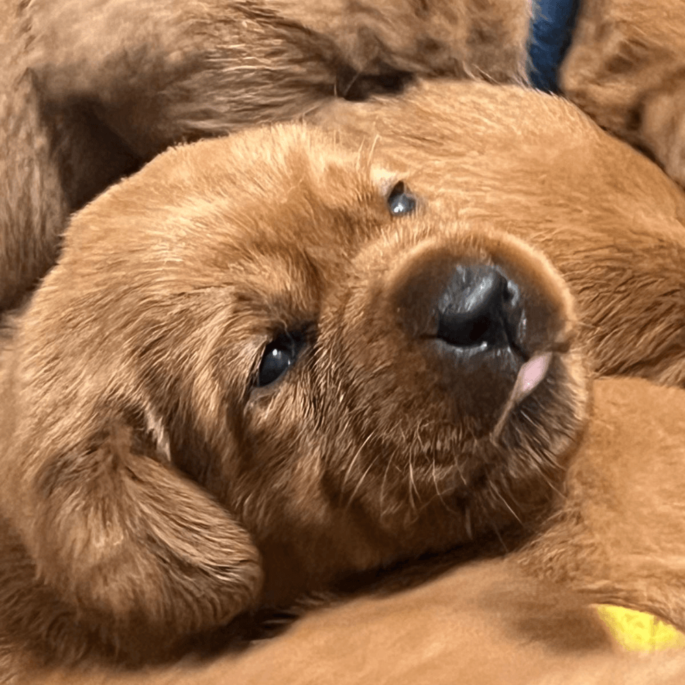 Labrador disponibile
