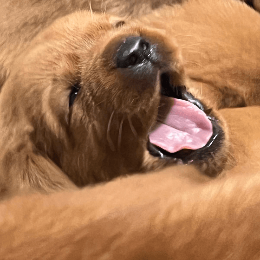 piccolo cucciolo di labrador