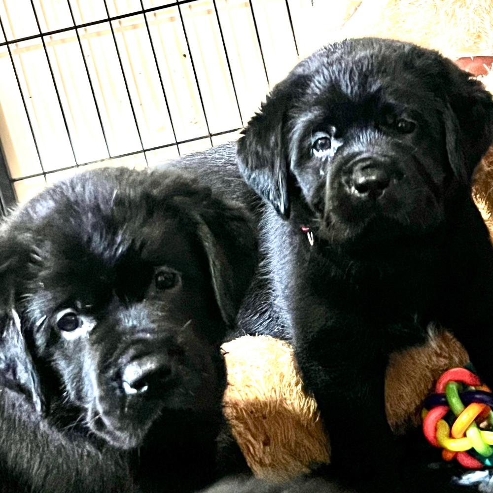 Cuccioli disponibili dopo la metà di ottobre 2025 Cuccioli disponibili dopo la metà di ottobre 2025