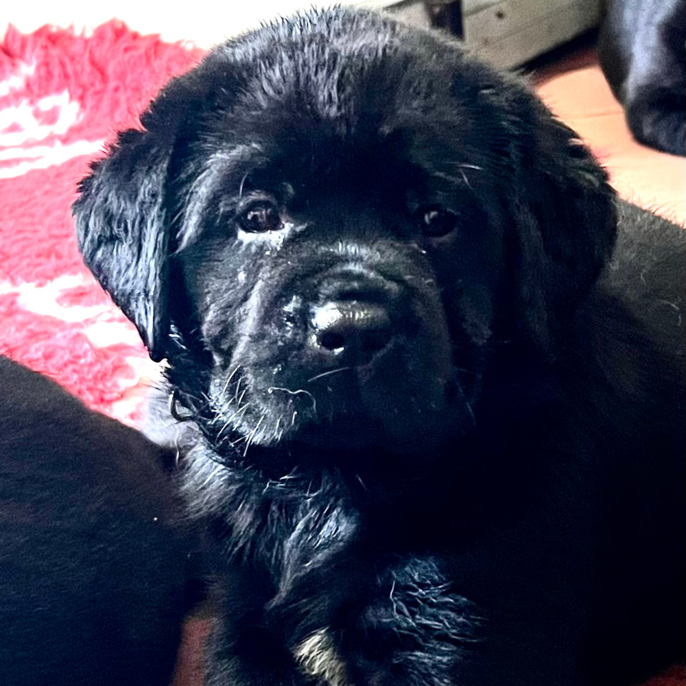 Cucciolo di labrador