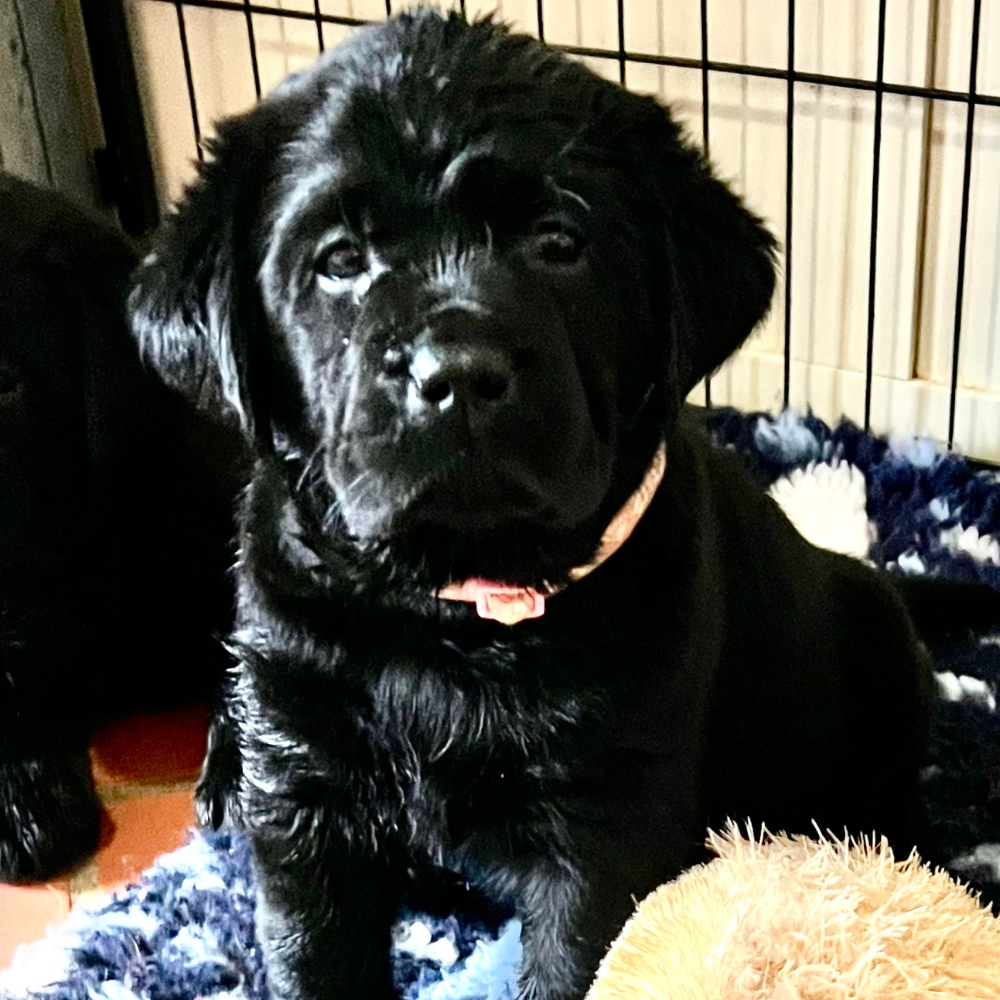 cucciolo di labrador Pistoia cucciolo di labrador Pistoia