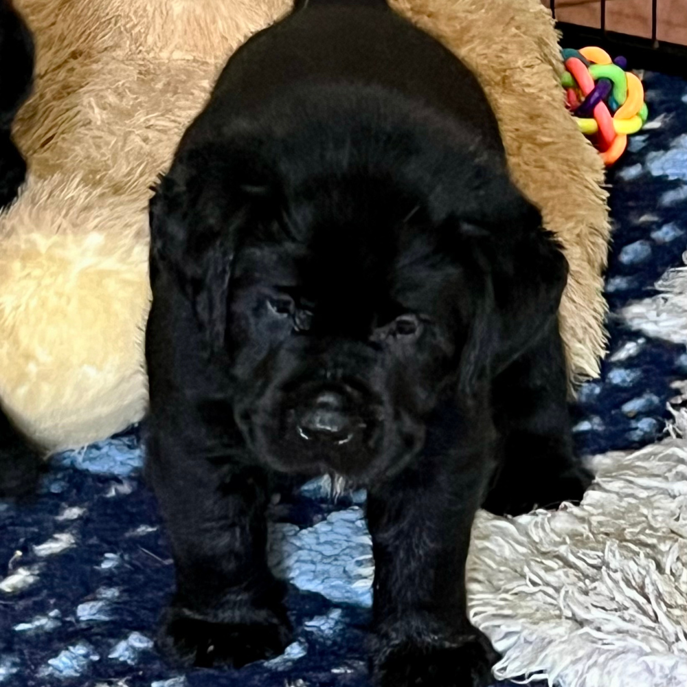 labrador labrador