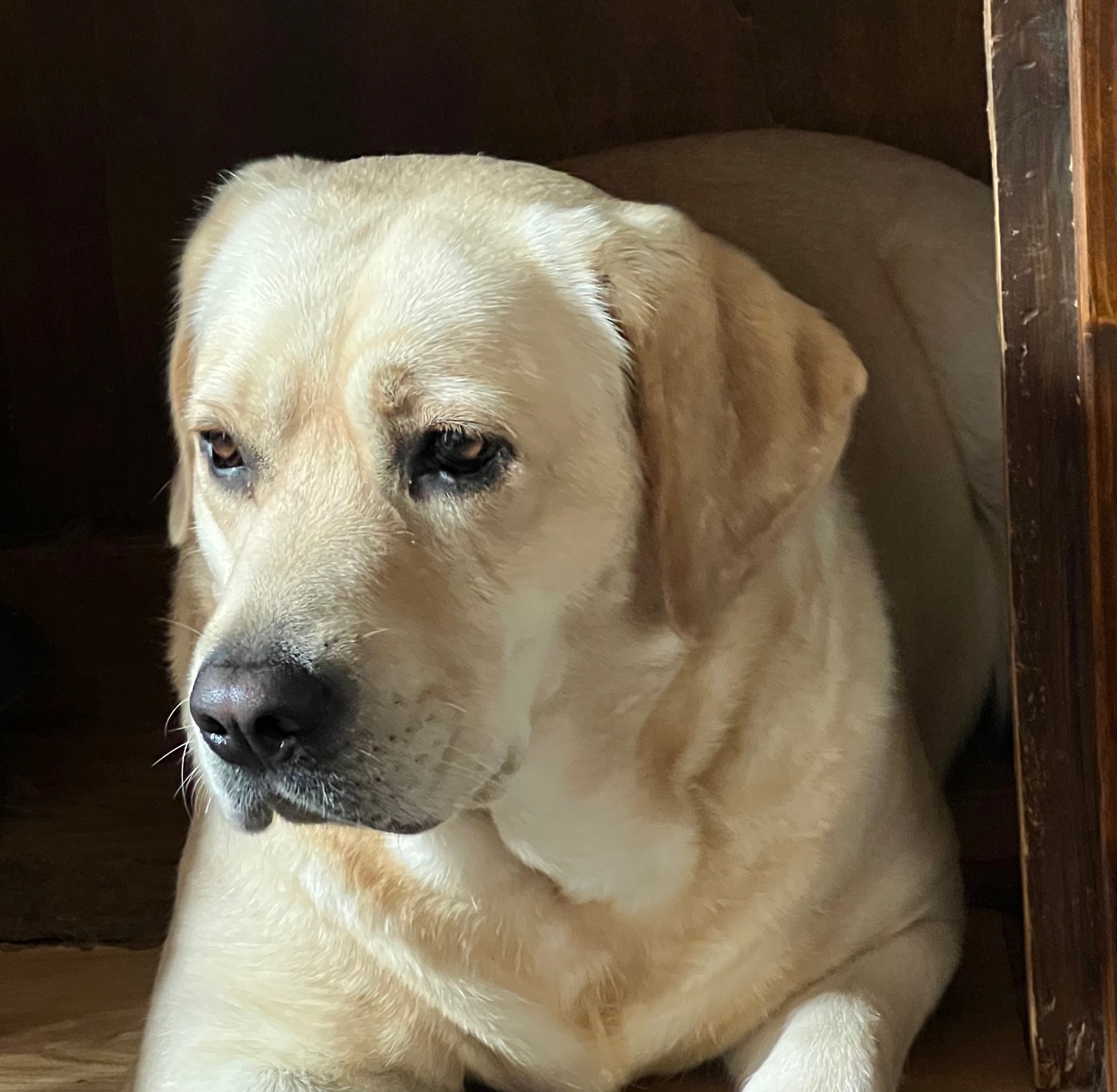 Giorgi’s Lab Darling Tamy